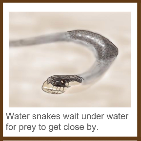 They have the patience to wait for a long time for a prey